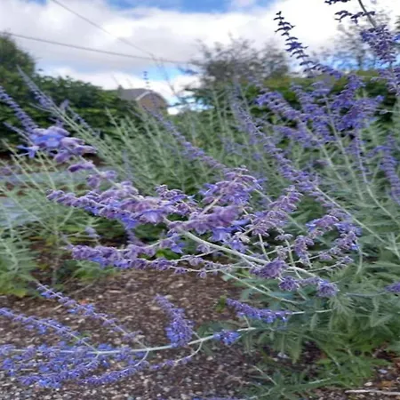 In Ondenval Near Malmedy * Waimes